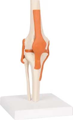 Produktbild von Kniegelenk 13x13x40 cm, Anatomie Modelle, Anatomische Lehrmittel, Medizin