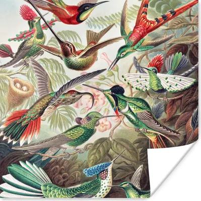Produktbild von MuchoWow® Poster Kolibri - Vintage - Ernst Haeckel - Vogel - Kunst - Natur 75x75 cm - Wand Dekoration