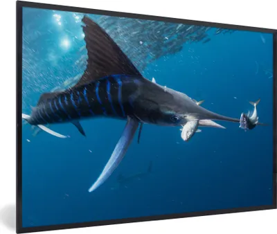 Produktbild von MuchoWow® MuchoWow® Gerahmtes Poster Schwertfisch - Blau - Wasser 30x20 cm - Poster mit zchwarzem Bilderrahmen - Kunstdruck - Bild-Poster