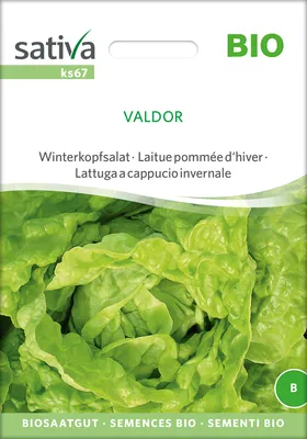 Produktbild von Winterkopfsalat Valdor |  Kopfsalatsamen von Sativa Rheinau