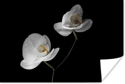 Produktbild von MuchoWow® Poster Orchidee - Blumen - Schwarz - Weiß - Stilleben 180x120 cm - Fotoplakat