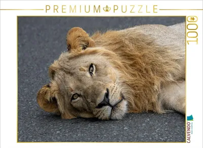 Produktbild von CALVENDO Puzzle Auge in Auge mit dem Löwen in Südafrika | 1000 Teile Lege-Größe 64x48cm Foto-Puzzle für glückliche Stunden