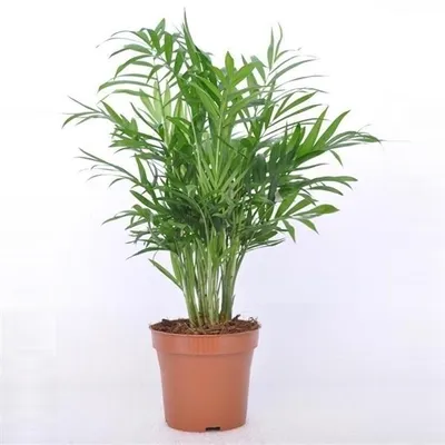 Immagine prodotto di Palma di montagna 30 cm Chamaedorea elegans Pianta da appartamento