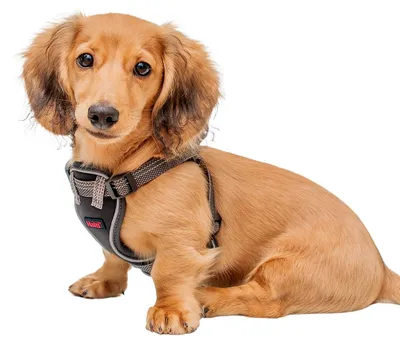 Productafbeelding van Company of Animals Hondentuig, Anatomisch ontwerp, Puppy-model, Kleur: Grijs, Maat: XS