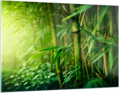 Produktbild von Bilder auf glas - Bambus Pflanze - 120x80cm - Glasbilder - Wandbilder - Kunstdruck - zum Aufhängen bereit - Wanddekoration aus Glas - Glas Bilder - Wandbild auf Glas - Einteilig - GAA120x80-3558