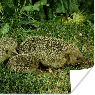 Produktbild von MuchoWow® Poster Igel - Gras - Baby 75x75 cm - Wand Dekoration