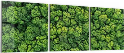 Produktbild von DEQORI Glasbild Echtglas 3x50x50 cm 'Baumkronen von oben' Wandbilder XXL groß