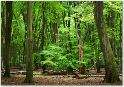 Produktbild von Tulup® Leinwandbild - 100x70 cm - Wandkunst - Drucke auf Leinwand - Leinwanddruck  - Landschaften - Grün - Niederlande Wald