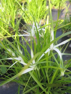 Produktbild von Rhynchospermum colorata Sternentänzer - Weißes Schnabelried / Sternentänzergras