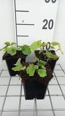 Obrázok produktu pre 6 x Pachyphragma macrophyllum - Pachyphragma - kvetináč 9 x 9 cm