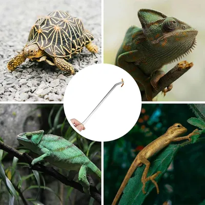 Productafbeelding van Lange aquariumtang en reptielenvoertang met antislipuiteinden, geschikt voor vissen, geckos, schildpadden, axolotls, baardagamen, luipaardhagedissen en zeedieren