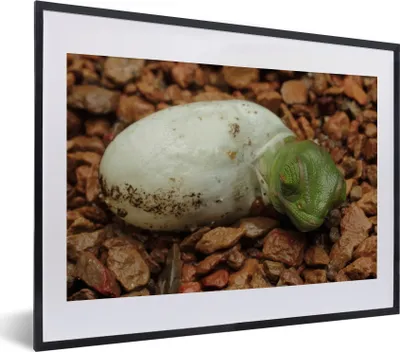 Produktbild von MuchoWow® MuchoWow® Gerahmtes Poster Tier - Chamäleon - Ei 40x30 cm - Poster mit zchwarzem Bilderrahmen - Bilderrahmen - Poster im Rahmen