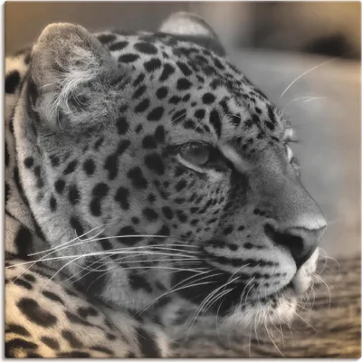 Produktbild von ARTland Leinwandbild Leopard Profil Größe: 70x70 cm