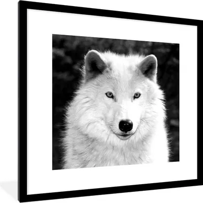 Produktbild von MuchoWow® MuchoWow® Gerahmtes Poster Polarwolf - schwarz und weiß 40x40 cm - Poster mit zchwarzem Bilderrahmen - Poster - Plakat im Rahmen