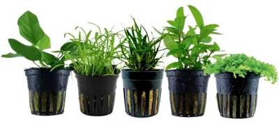 Produktbild von Pflanzen Set mit 5 Vordergrund Topf Aquarium Wasserpflanzen AquaOne Nr.203