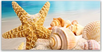 Produktbild von Acrylglasbilder 120x60 Wandbild Druck Seestern Muscheln Kunst