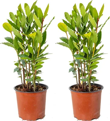 Produktbild von Bloomique - 2er Set - Laurus Nobilis - Lorbeer Pflanze - Gartenpflanzen Winterhart - Gartenkräuter Pflanzen - Höhe 30-40 cm - Topf 15 cm