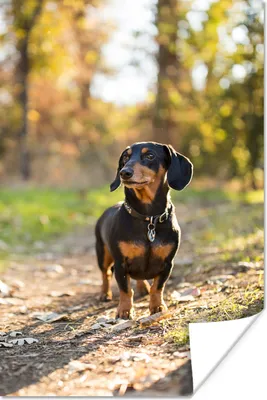 Produktbild von MuchoWow® Poster Ein schöner Dackel im Wald 20x30 cm - Papierdruck