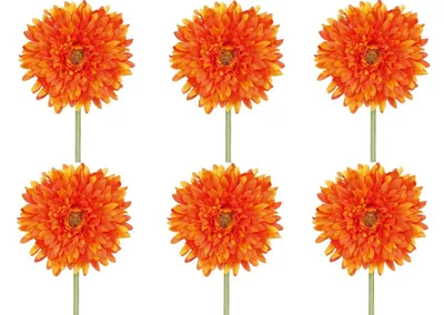 Produktbild von 6er Set künstliche Gerbera orange H. 60cm mit fülliger Blüte GASPER Kunstblumen