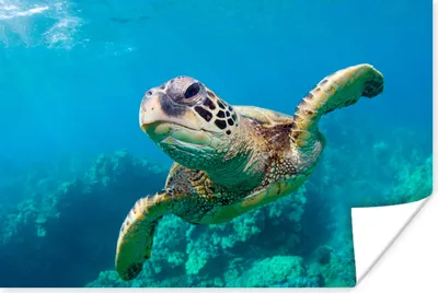 Produktbild von MuchoWow® Poster Eine Schildkröte schwimmt durch das Korallenriff vor Hawaii 120x80 cm - Bilder