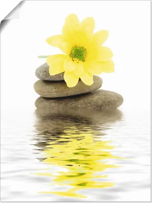 Produktbild von Dinostock: Zen Spa Steine mit Blumen II, Produkt:Poster, Größe (HxB):80x60 cm / Poster