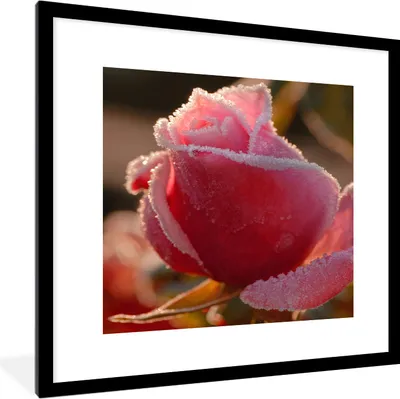 Produktbild von MuchoWow® MuchoWow® Gerahmtes Poster Gefroren - Rose 40x40 cm - Poster mit zchwarzem Bilderrahmen - Poster - Plakat im Rahmen