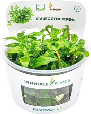 Obrázek produktu pro Staurogynus plazivý – Staurogyne repens In-Vitro