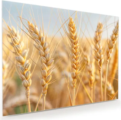 Produktbild von Glasbild 120x90cm in XXL für Wohnzimmer, Schlafzimmer Motiv Weizenfeld