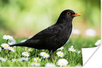 Produktbild von MuchoWow® Poster Vogel - Amsel - Blumen 120x80 cm - Bilder