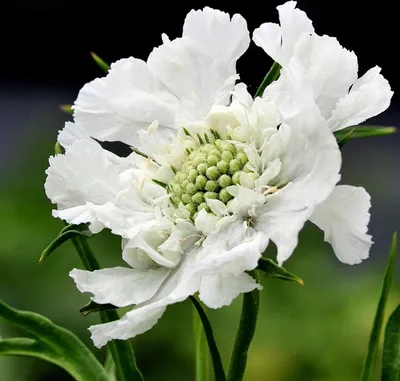 Image de 6 x Grande scabieuse  - Scabiosa caucasica 'Alba'  | Pot 9 cm x 9 cm