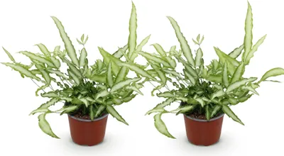 Obrázek produktu pro Pteris cretica Albolineata - kapradina krídlatá, 2 rostliny, prumer 12cm, výška