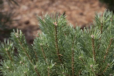 Produktbild von Pinus sylvestris, Waldkiefer, 40–60 cm