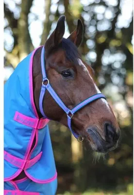 Immagine prodotto di Bucas Halter Foal Halter Dublin Denim Foal
