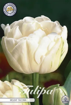 Artikelbild 2 von 'Tulpe Mount Tacoma (7 Stück)' aus der Kategorie Tulpenzwiebeln