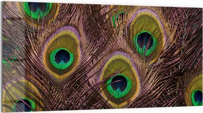 Produktbild von DEQORI Glasbild Echtglas 100x50 cm 'Pfauenfedernpracht' Wandbild Bild modern Deko