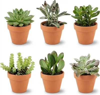 Produktbild von Mini Sukkulenten Mix 6 Pflanzen Ø8,1cm – Sukkulenten Set mit Terrakottatöpfen
