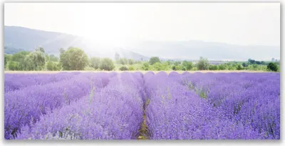 Produktbild von Glasbilder 140x70 Wandbild Druck auf Glas Wiese Blumen Natur