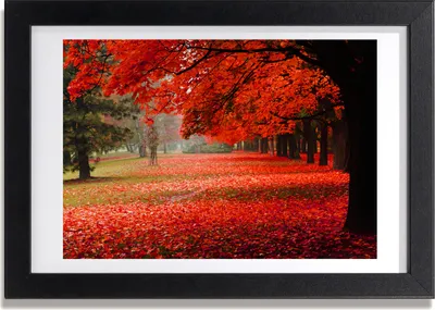 Produktbild von Bild 30x20 MDF-Rahmen, Wandkunst Bäume im Herbst