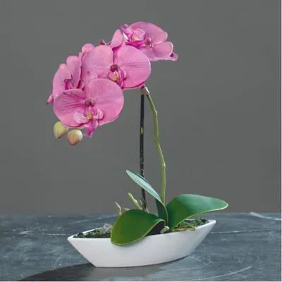 Produktbild von künstliches Orchideenarrangement in Kunststoffschale 28cm rosa pink grün DPI WA