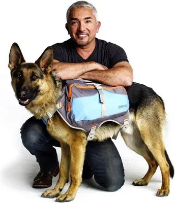 Image de Sac à dos imperméable pour chien, sac à dos de randonnée robuste