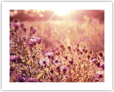 Produktbild von Poster - Poster ohne Rahmen - Wiese Blumen Sonne - 50x40 cm - Wand Bild - Wanddeko - Wandbilder - Kunstposter - Wandposter - Bilder - Kunstdruck - Wanddekoration - Wandbild - P2XAA50x40-4819