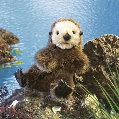 Image de Loutre de mer juvénile / Petit loutron de mer