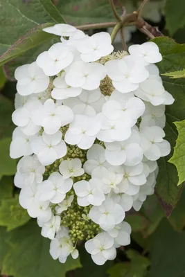 Produktbild von Hydrangea quercifolia 'Snowflake', Eichenblatthortensie, weiß, 40–60 cm