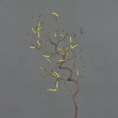 Produktbild von artplants.de Deko Haselnußzweig, 18 Kätzchen, 65cm - Künstlicher Zweig