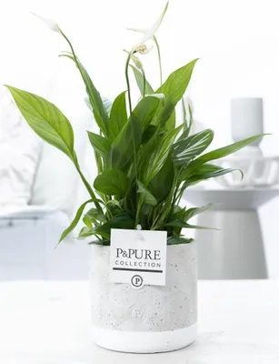 Produktbild von Spathiphyllum im Keramiktopf – Friedenslilie – Ø12cm ↕35cm – Einblatt mit weißen Blüten – Luftreinigende Zimmerpflanze – Pflegeleicht & stilvoll für Wohnzimmer, Büro & Schlafzimmer