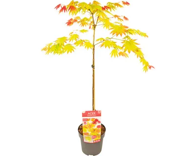 Obrázek produktu pro Javor dlanitolistý zlatý Acer palmatum 'Moonrise' polokmen 40 cm květináč 3 l