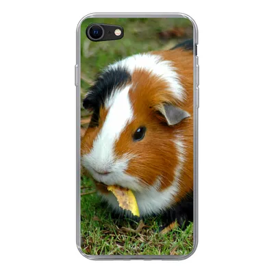 Produktbild von MuchoWow® Handyhülle Schutzhülle Hülle für iPhone 8 Meerschweinchen draußen Silikon Softcase Handy Hülle - Schutzhaube