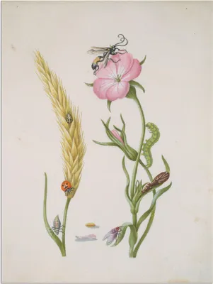 Produktbild von ARTland Wandbild Alu für Innen & Outdoor Marienkäfer Kornrade Larven und Puppen. Größe: 60x80 cm