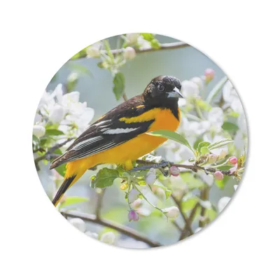 Produktbild von MuchoWow® Mauspad Mousepad Vogel - Blumen - Farben 40x40 cm - Mousepads - Maus Mat - Pad - Mausunterlage - Schreibtisch Accessoires