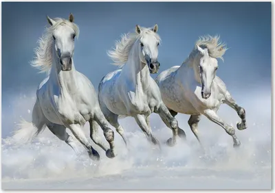 Produktbild von Tulup® Glas-Bild - 100 x 70 - Wandbild aus Glas - Wandkunst - Wandbild hinter gehärtetem Sicherheitsglas - Tiere - Pferde im Galopp - Weiß